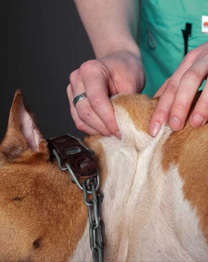 integrative medicine