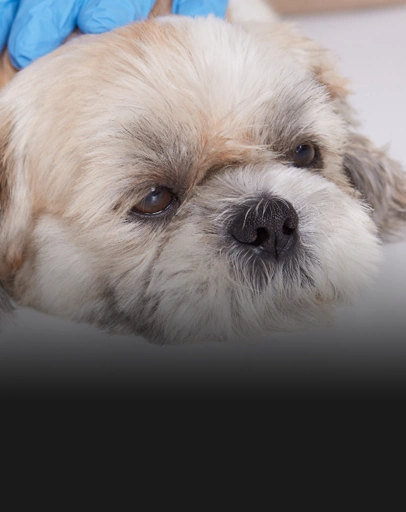 Anesthesia & Surgery