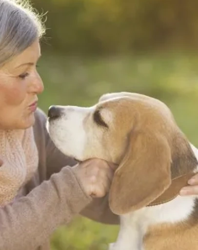 American Animal Hospital Association