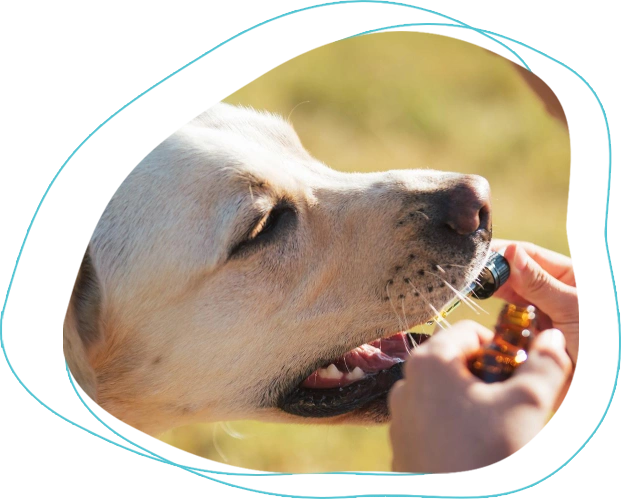 Dog receiving liquid medication from dropper outdoors at Aspire Vet Center, offering pet prescriptions