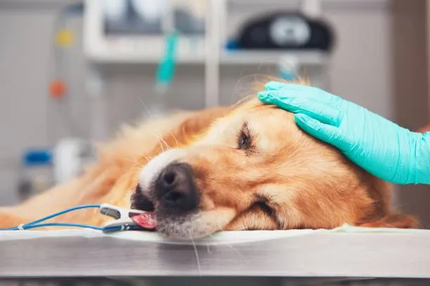 Emergency Animal Hospital in La Palma, CA