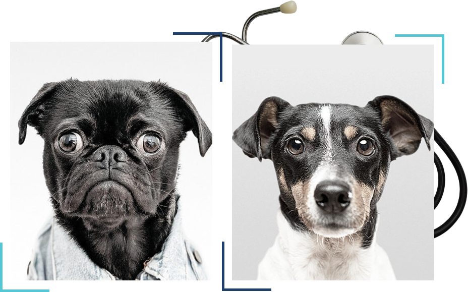 About Aspire Vet Center