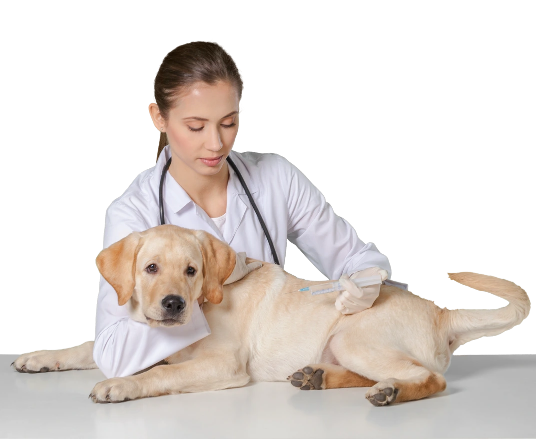 Anesthesia & Surgery