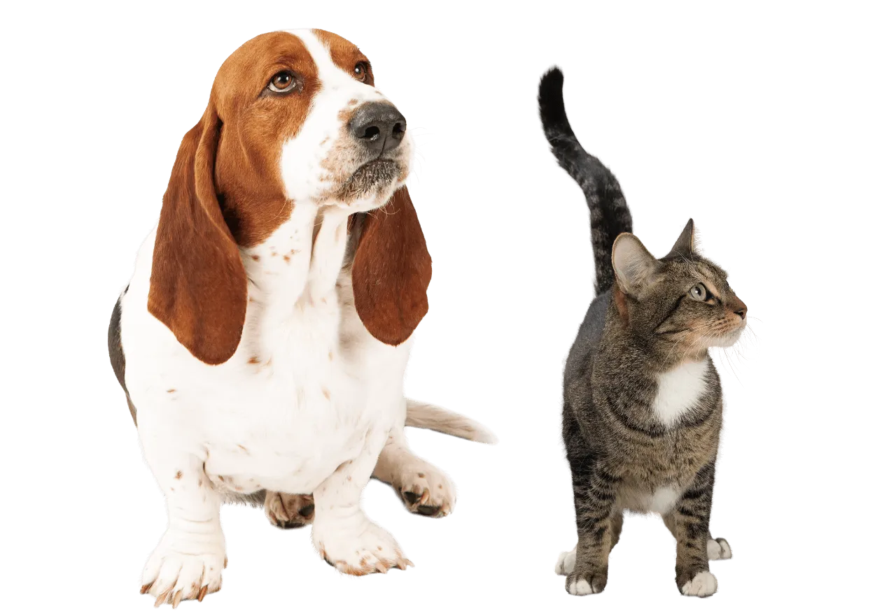 Aspire Veterinary Center - Expert veterinary Care in La Palma