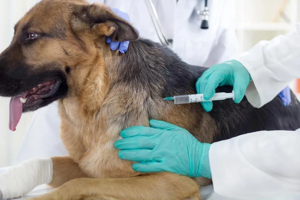 Keeping your pet up-to-date with their vaccinations La Palma, CA