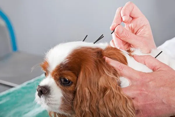 Acupuncture For Dogs & Cats in La Palma
