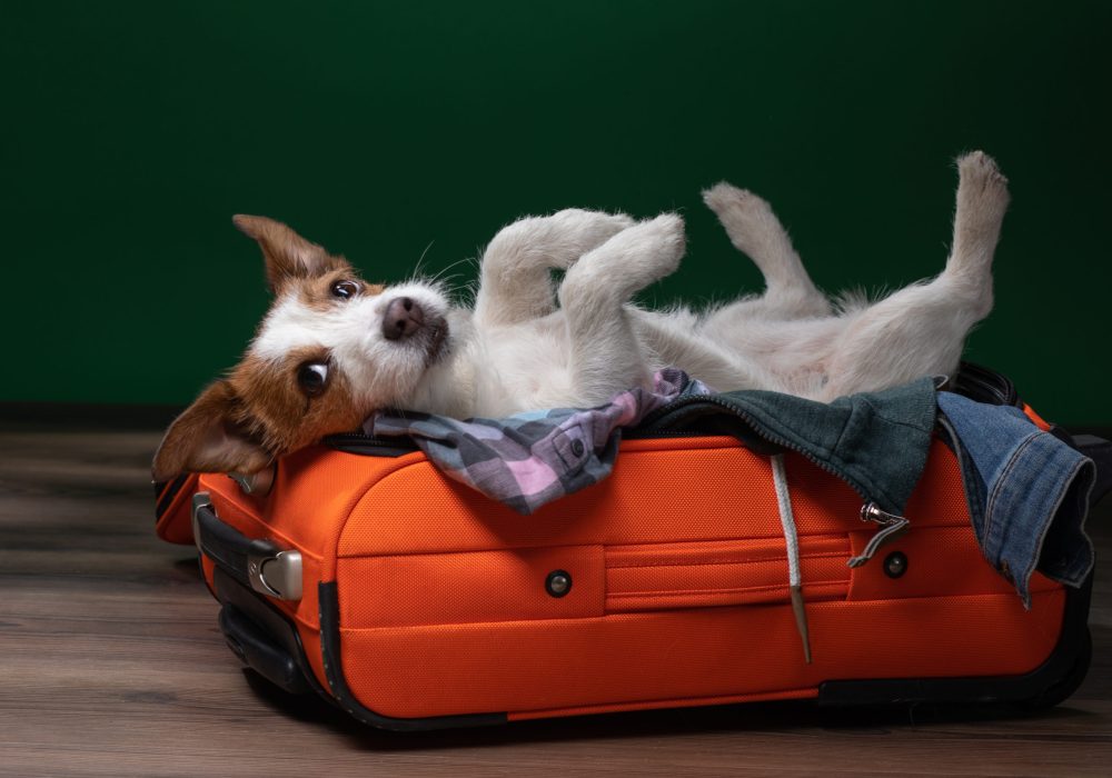 dog travel. Jack Russell Terrier is lying and playing in a suitcase. collect things