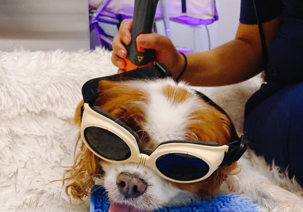 dog-receiving-cold-laser-therapy