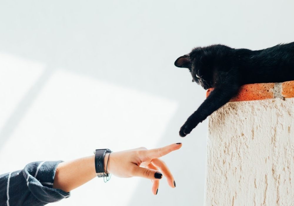 human-cat-playing