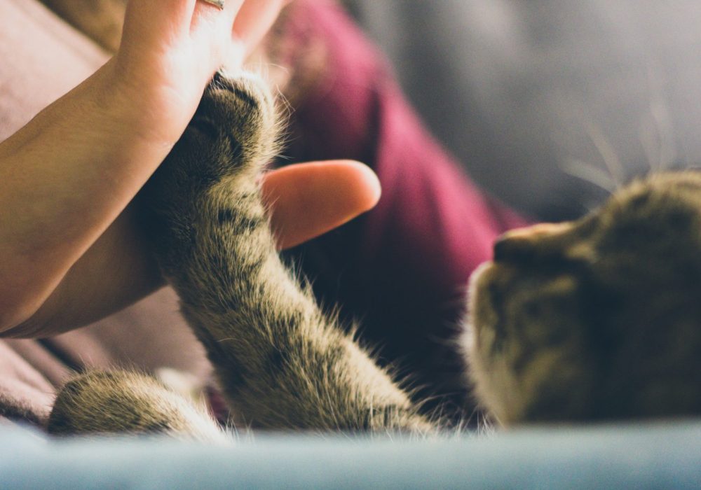 Microchipping