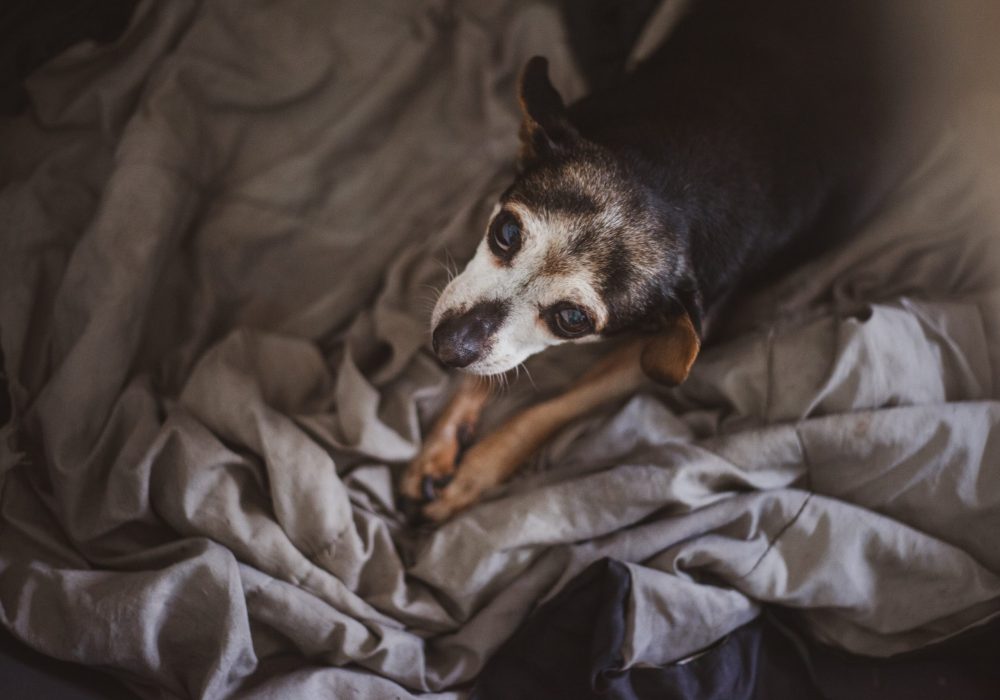 Senior Pet Care