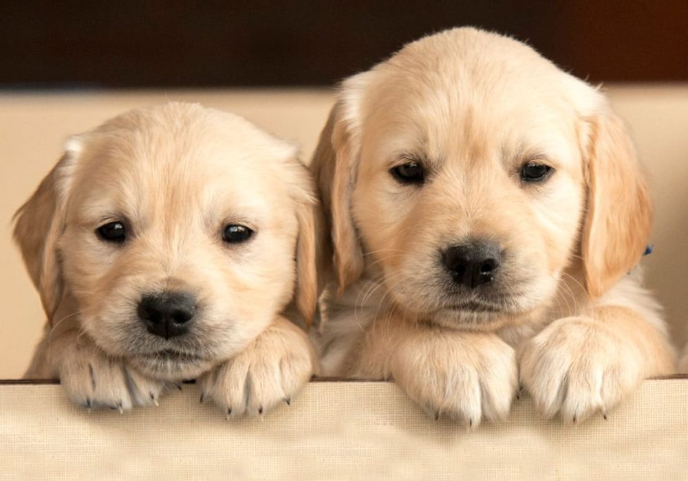 two-cute-dogs