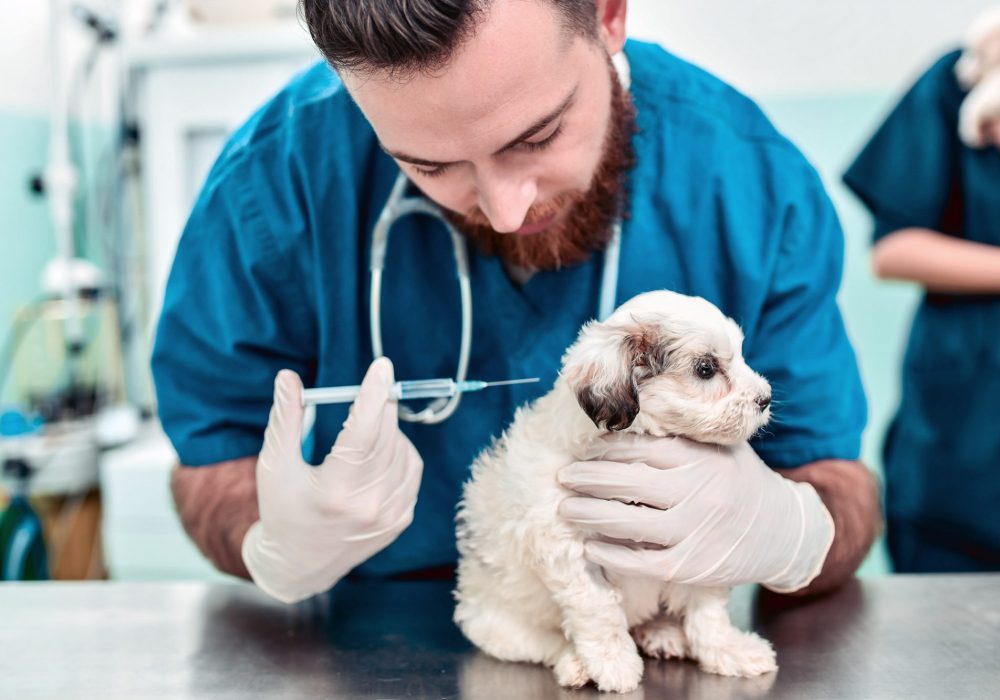 veterinarian-giving-puppy-shot